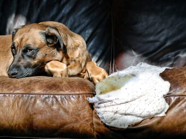 Anxious dog next to a hole she just chewed in a sofa Anxious dog next to a hole she just chewed in a sofa