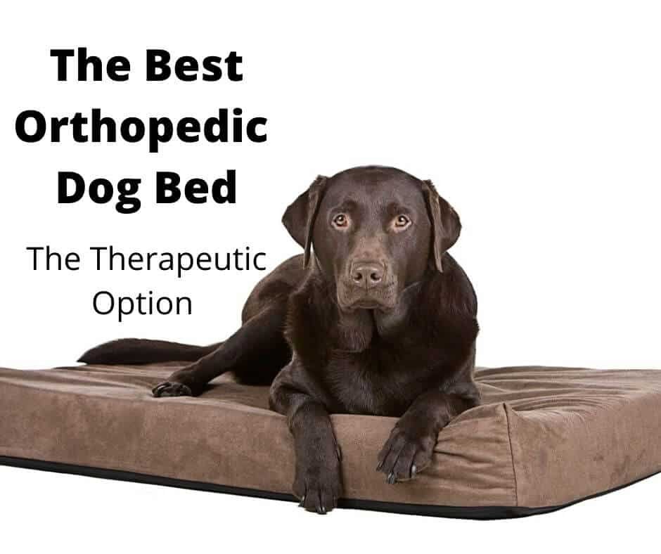 Best Orthopedic Dog Bed Australia
