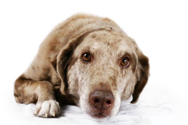 older working dog resting