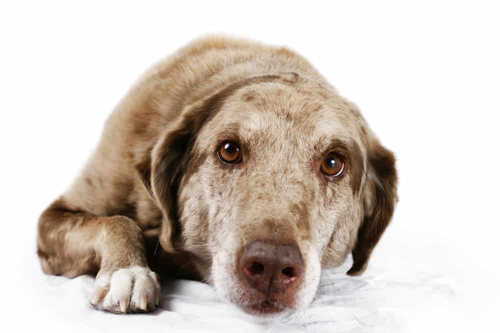 older working dog resting