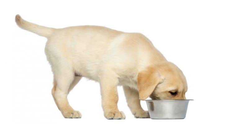 Labrador Retriever Puppy standing and eating from his dog bowl