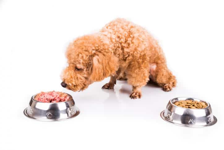 Poodle dog choosing between raw meat or kibble