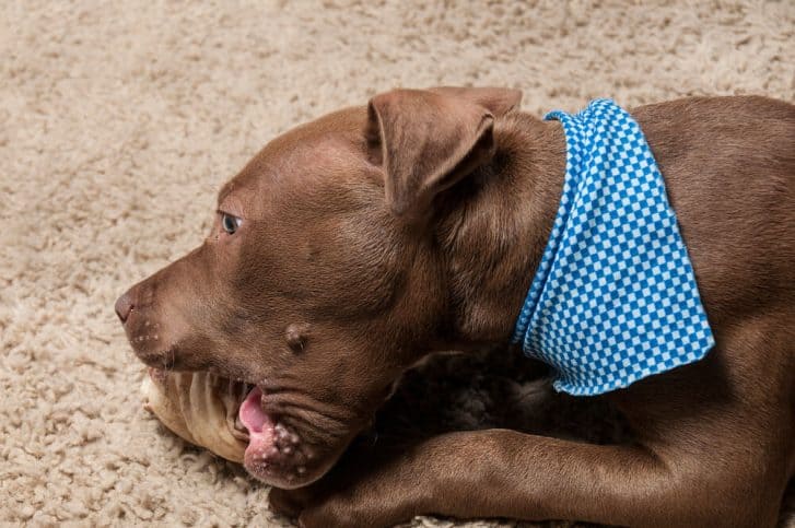 Little Pit Bull Terrier puppy chewing toy Little Pit Bull Terrier puppy chewing toy