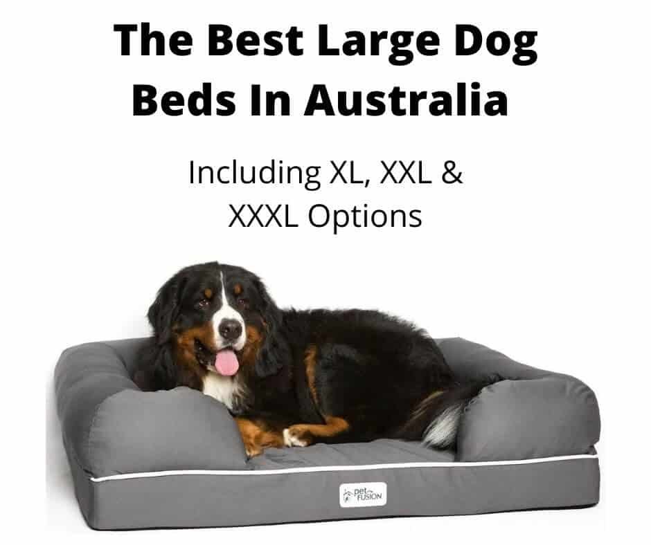 Best Large Dog Beds Australia