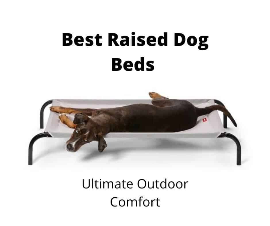 Best Raised Dog Bed Australia
