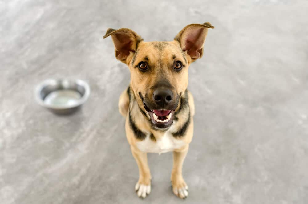 Hungry Dog Hungry Dog