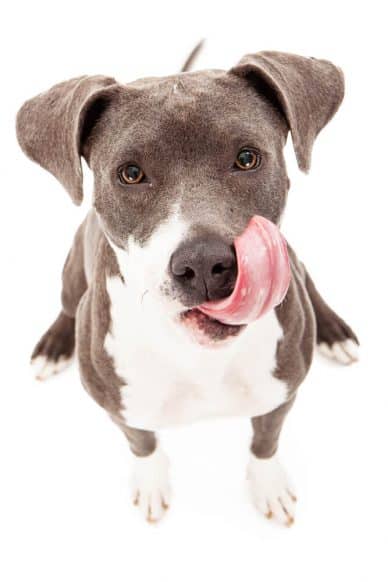 Pit Bull Dog Licking Lips Pit Bull Dog Licking Lips