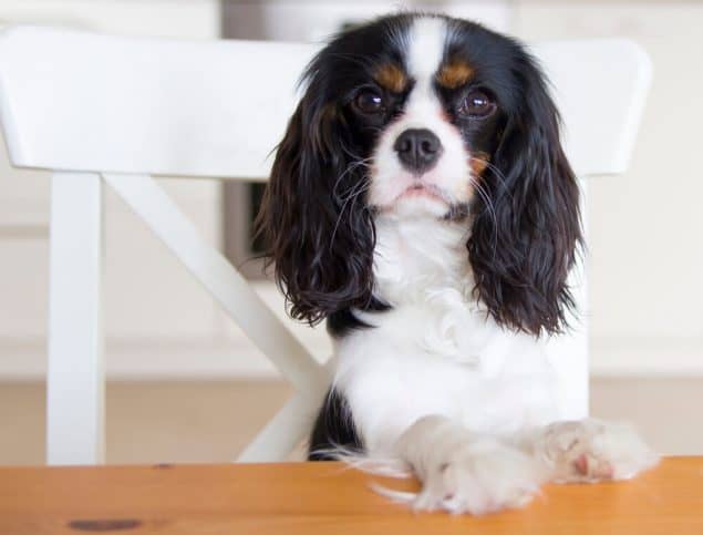 dog begging for food dog begging for food