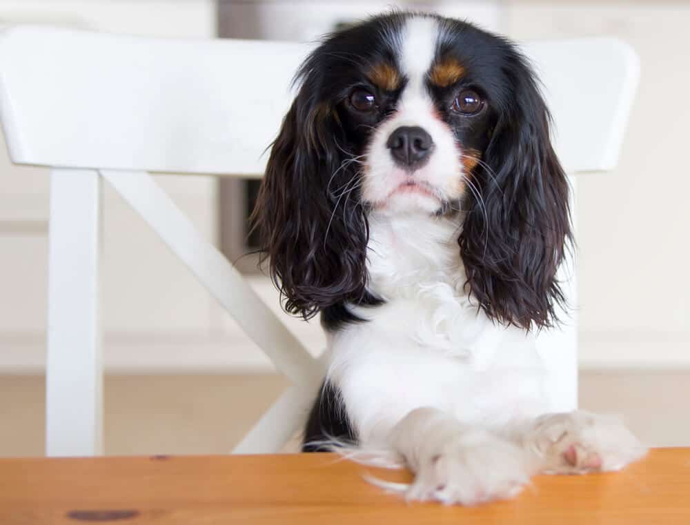 dog begging for food dog begging for food