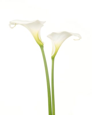 lilies are toxic to dogs lilies are toxic to dogs