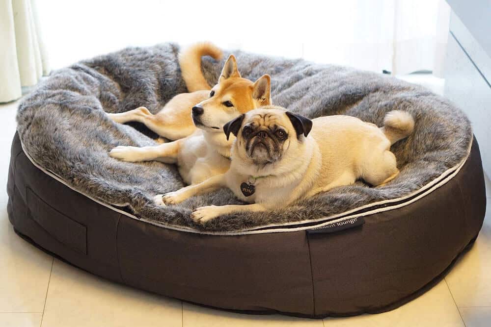 Ambient Lounge Luxury Dog Bed