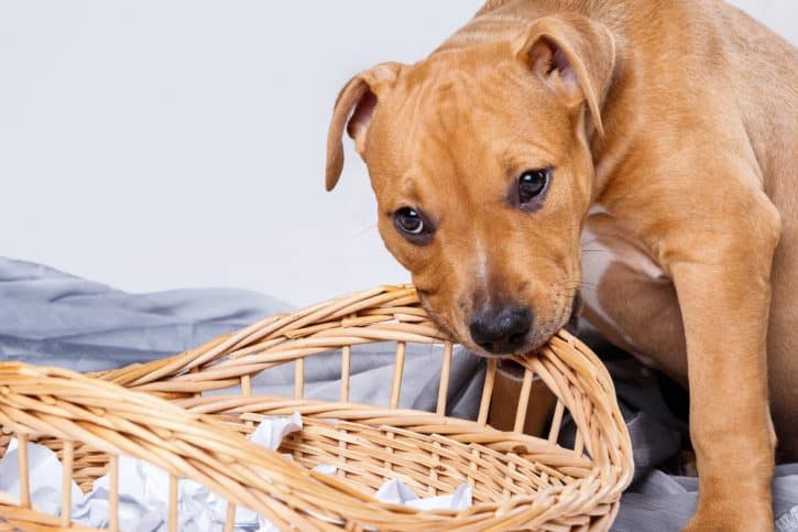 Staffordshire terrier puppy chewing bed