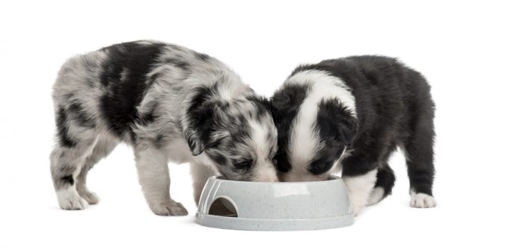 Two puppies taste testing dog food