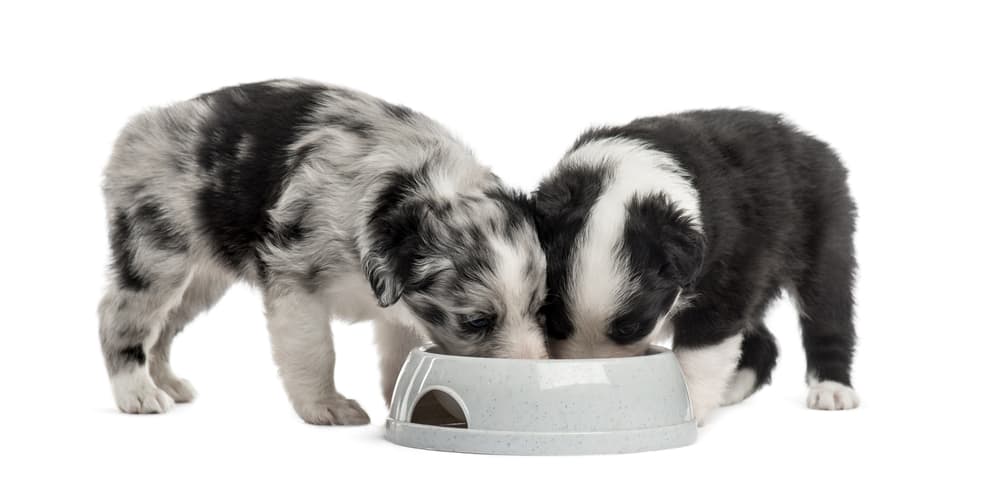 Two puppies taste testing dog food