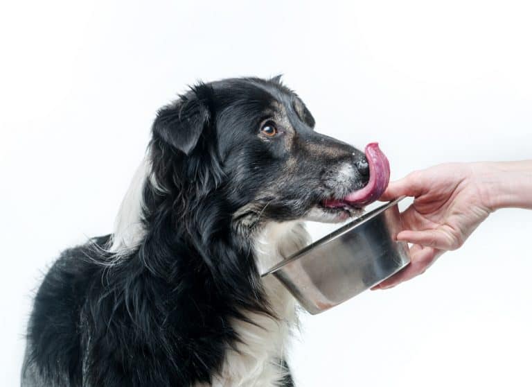 Border Collie taste testing dog food