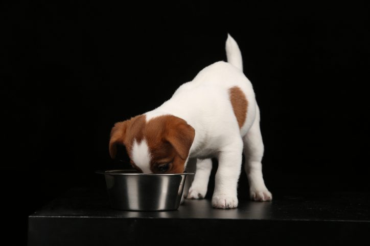 Jack Russell puppy eating.