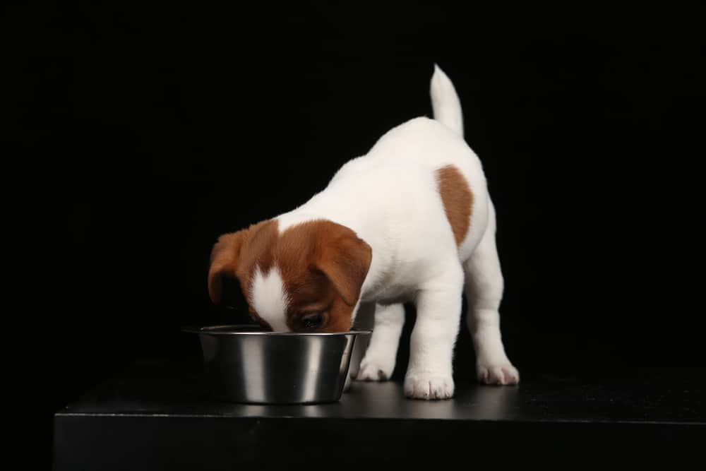 Jack Russell puppy eating.
