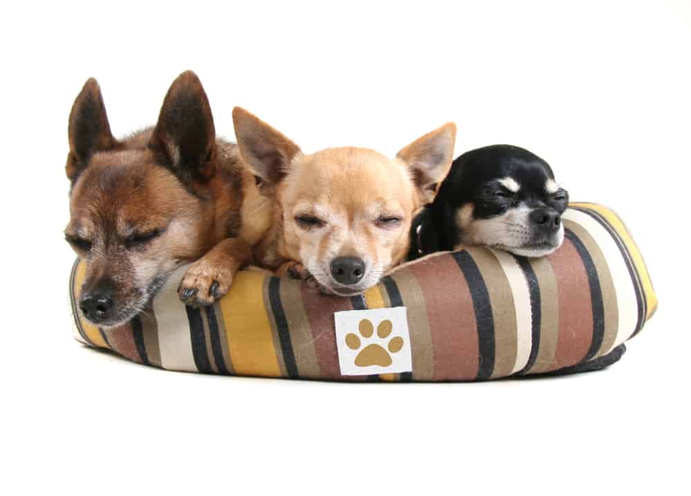 three dogs in a dog bed