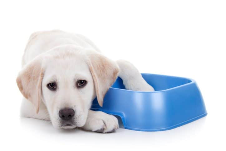 Hungry labrador puppy