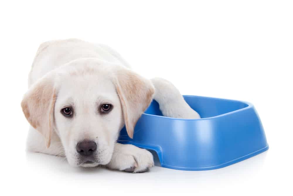Hungry labrador puppy