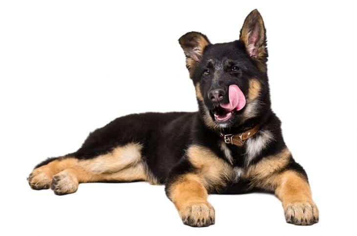 German Shepherd puppy licking lips