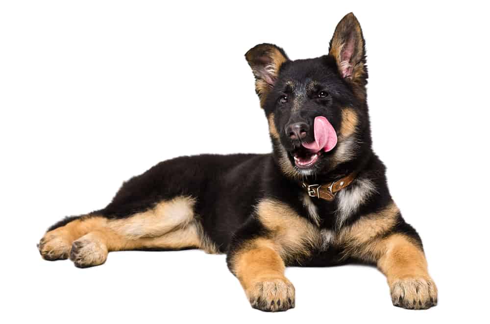 German Shepherd puppy licking lips