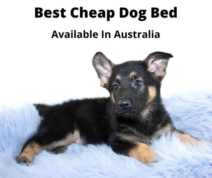 german shepherd puppy in dog bed