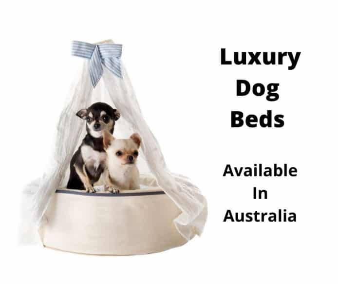 Two Chihuahuas in a luxury dog bed