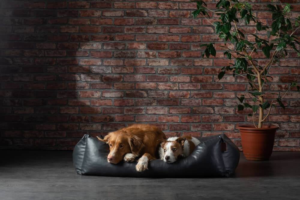 dog on a leather couch in a loft interior. pet is at home on the brick wall background. Two dogs sleeping on the same dog bed