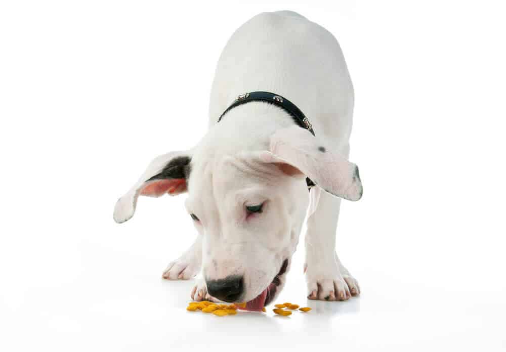 cute puppy eating cute puppy eating
