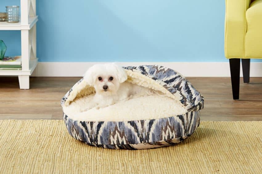 poodle in a cave bed