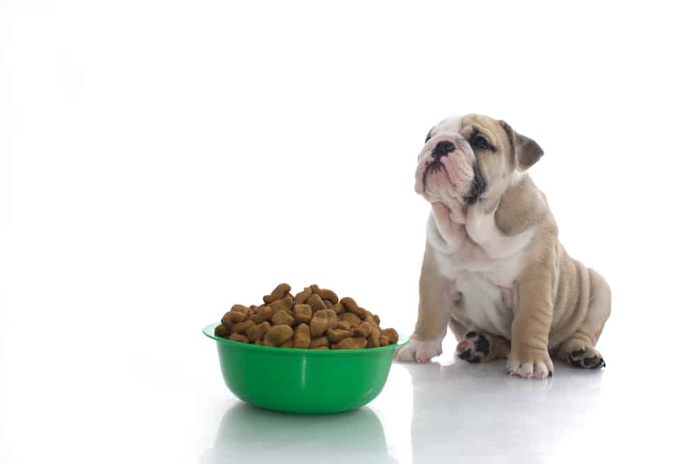English bulldog puppy with dry food