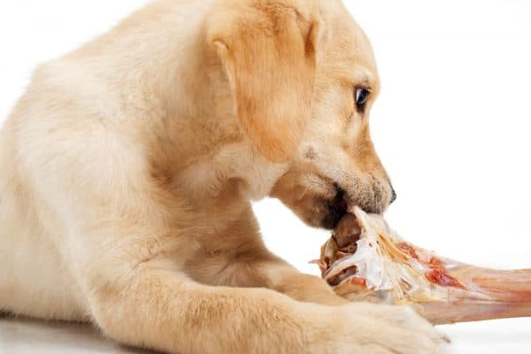 Labrador chewing a large bone,