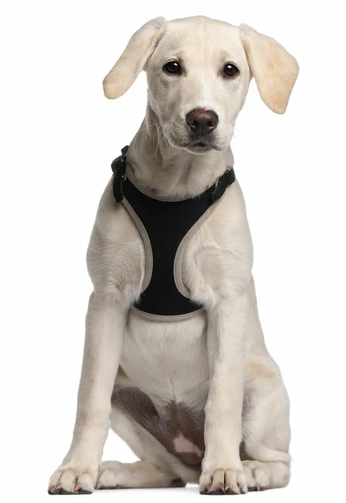 10 Best Dog Harness Options Australia (2021 Buyers Guide)