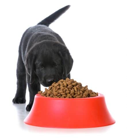 black labrador puppy eating kibble