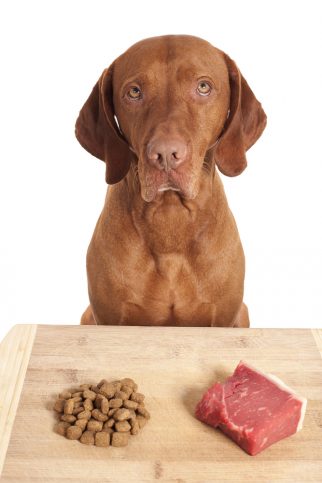dog making a decision over kibbles versus raw diet