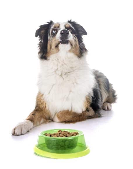 australian shepherd eating