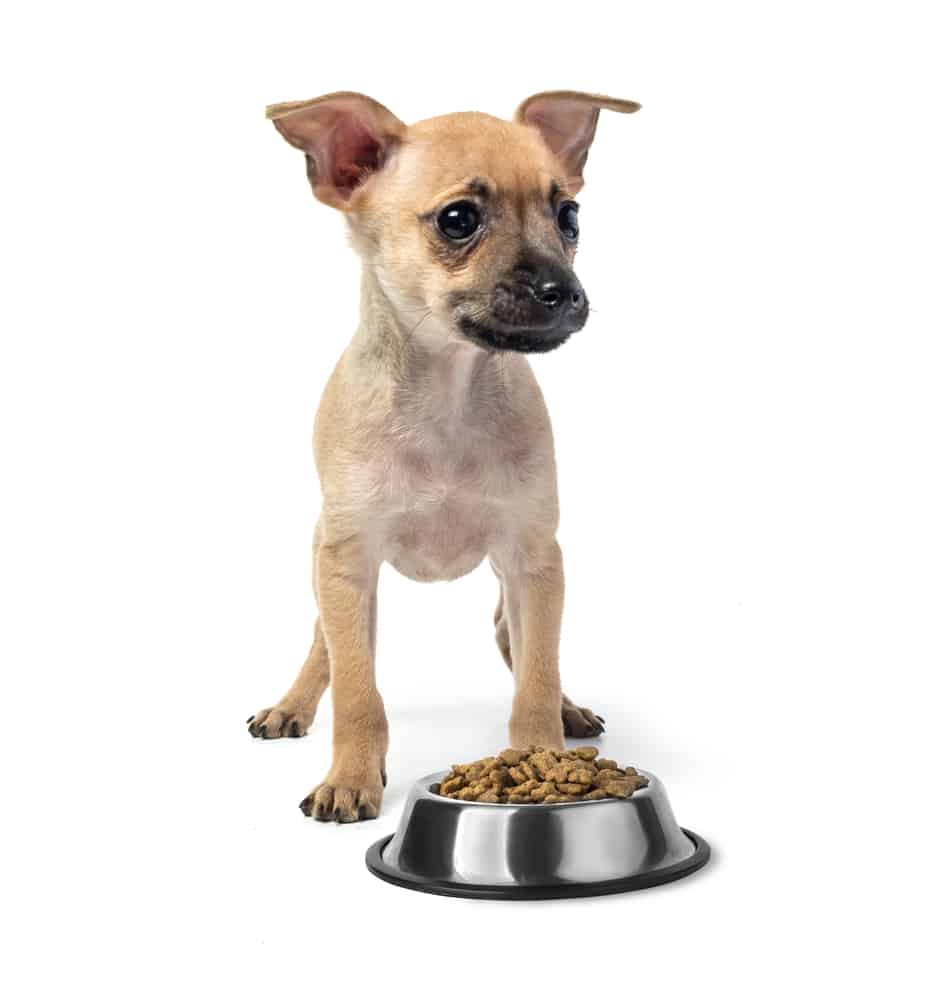 Puppy toy Terrier eating food