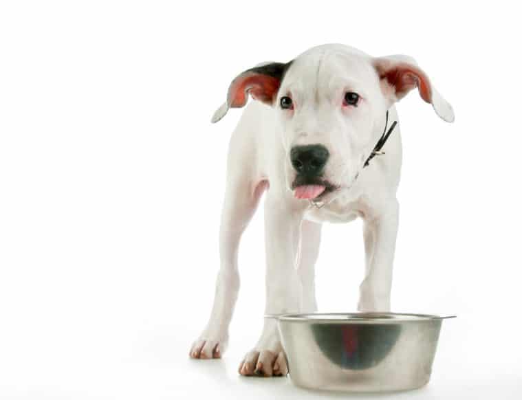 puppy waiting patiently for dinner