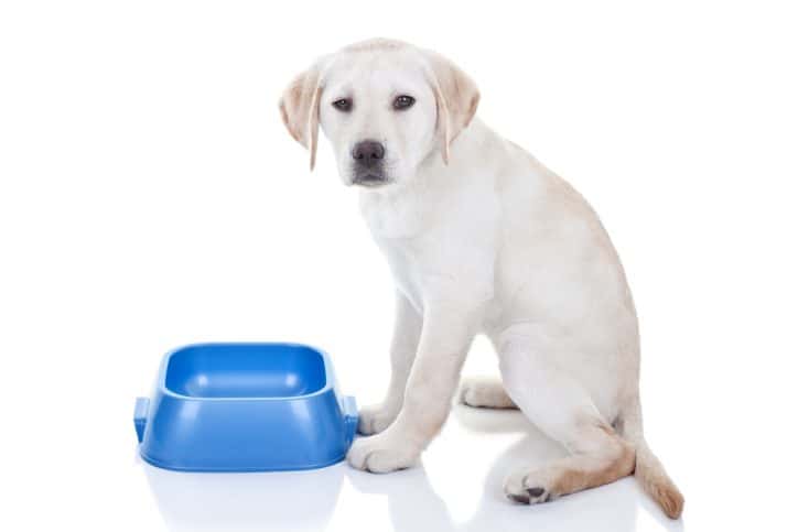 hungry Labrador retriever puppy