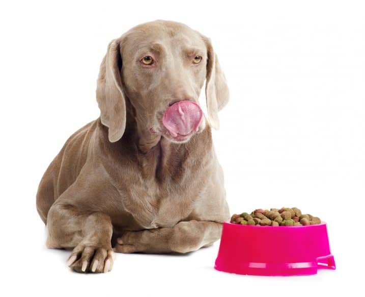 Vizsla about to eat dinner