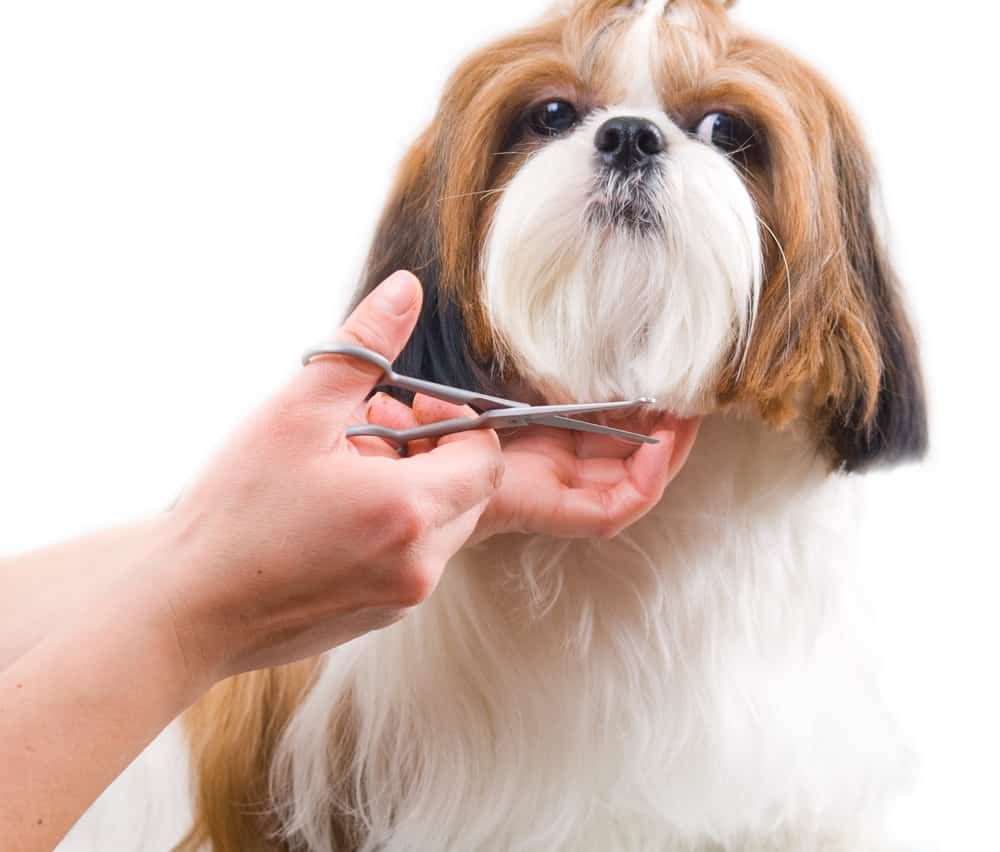 7 Best Dog Grooming Course Options Australia (2023 Guide)