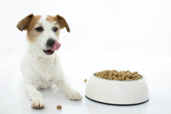 hungry jack russell