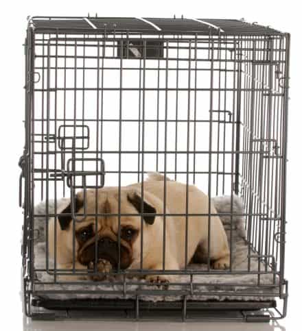 pug in a wire crate