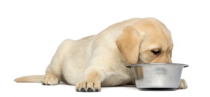 Labrador Retriever Puppy eating from his bowl