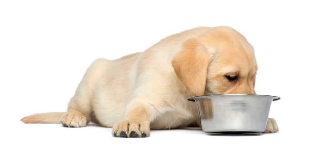 Labrador Retriever Puppy eating from his bowl