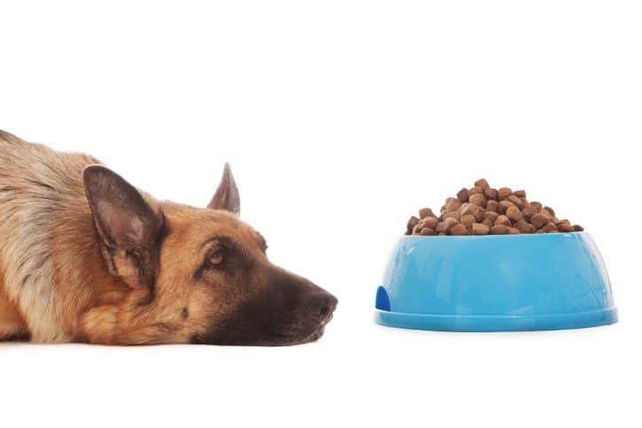 german shepherd waiting for dinner