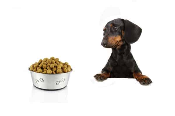 hungry dachshund ready to eat
