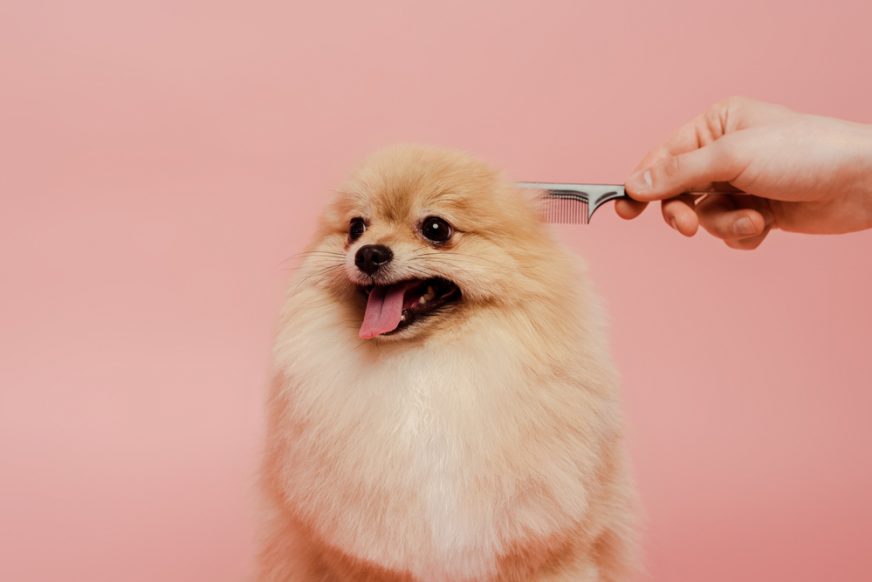 5 Best Dog Grooming Kits Australia (2021 Buyers Guide)