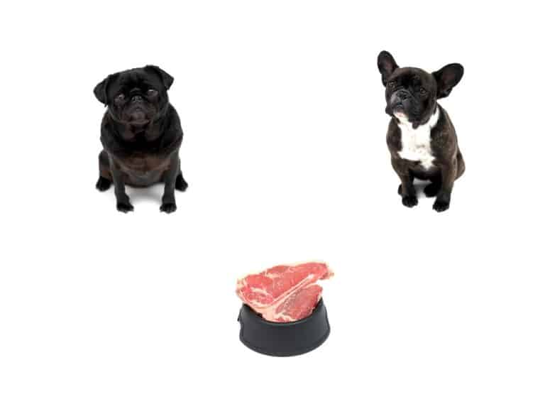 pug and boston terrier waiting patiently for a raw steak